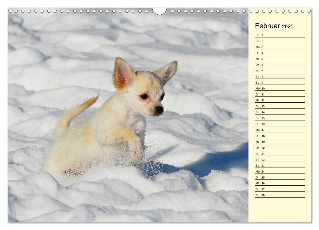 Bild: 9783435541157 | Chihuahua - Kleine Hunde ganz groß (Wandkalender 2025 DIN A3 quer),...