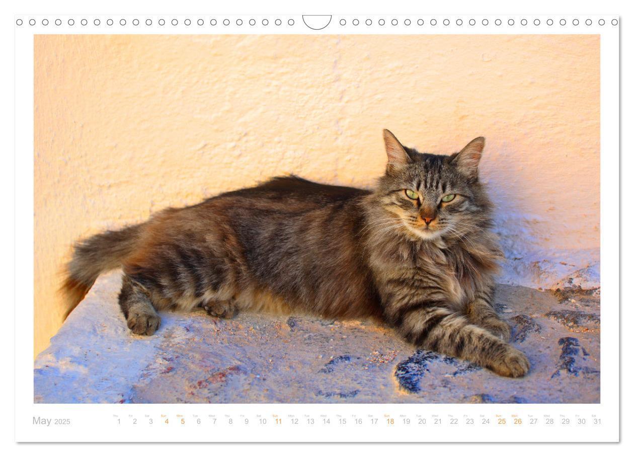 Bild: 9781325833832 | Cats of the Greek Islands (Wall Calendar 2025 DIN A3 landscape),...