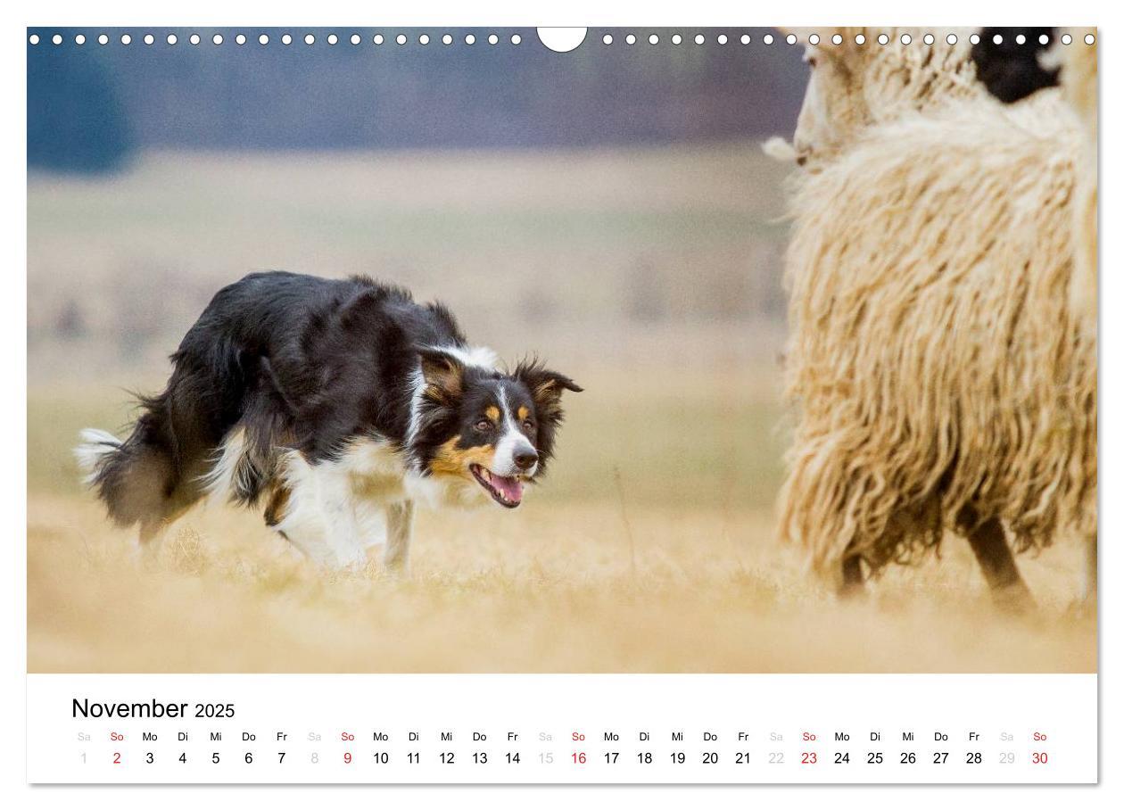 Bild: 9783435577750 | Border Collies 2025 (Wandkalender 2025 DIN A3 quer), CALVENDO...