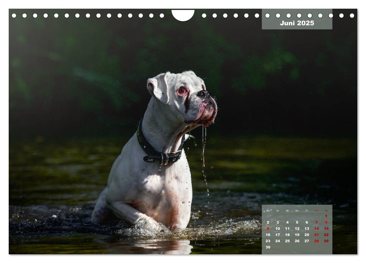 Bild: 9783435110896 | Boxer Frech und fröhlich durch das Jahr (Wandkalender 2025 DIN A4...