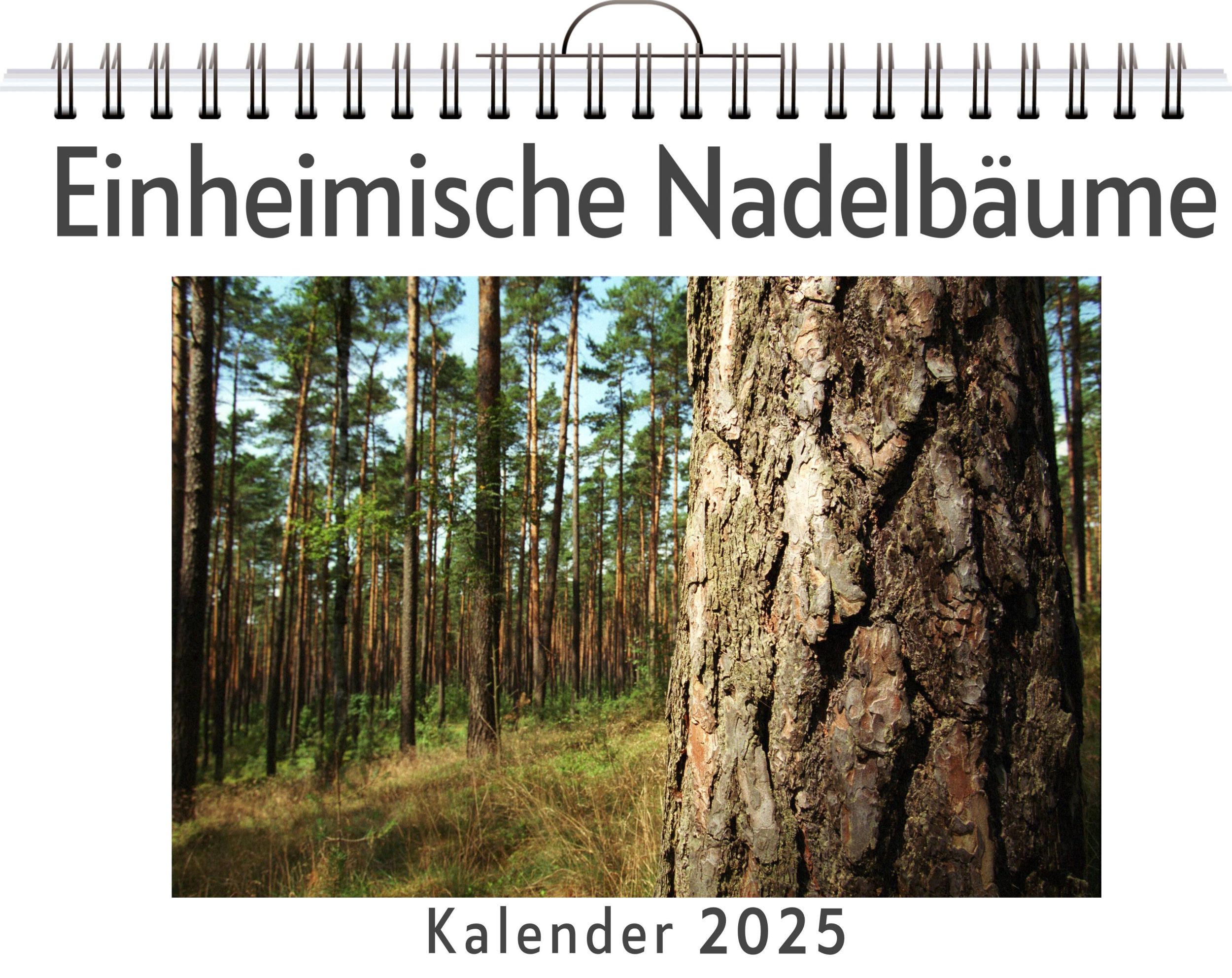 Cover: 9783759125392 | Einheimische Nadelbäume | Leon Frank | Kalender | Kalender | 14 S.