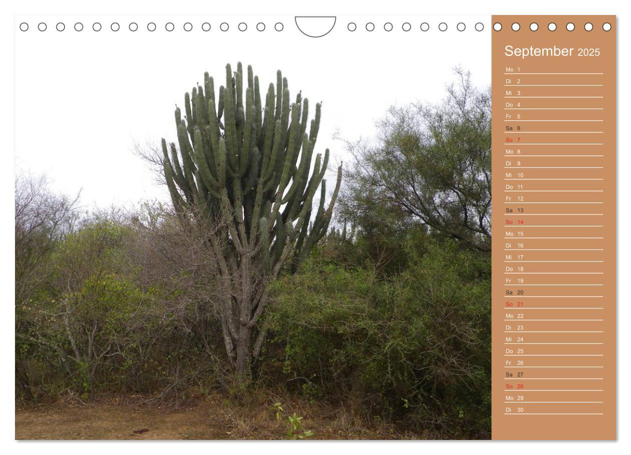 Bild: 9783435774081 | Bilder aus dem Chaco in Paraguay (Wandkalender 2025 DIN A4 quer),...