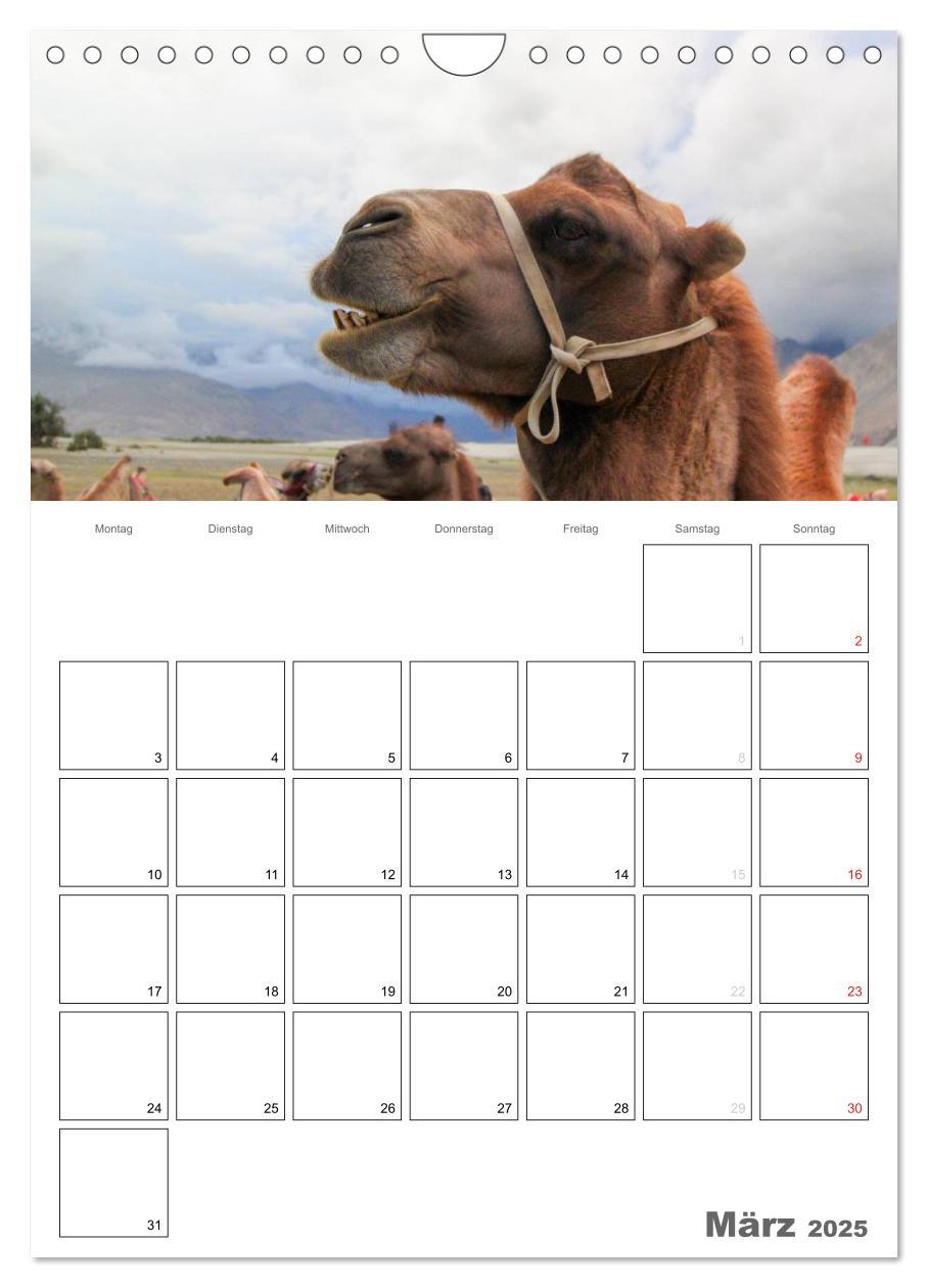 Bild: 9783457023358 | Kamel Porträt (Wandkalender 2025 DIN A4 hoch), CALVENDO Monatskalender