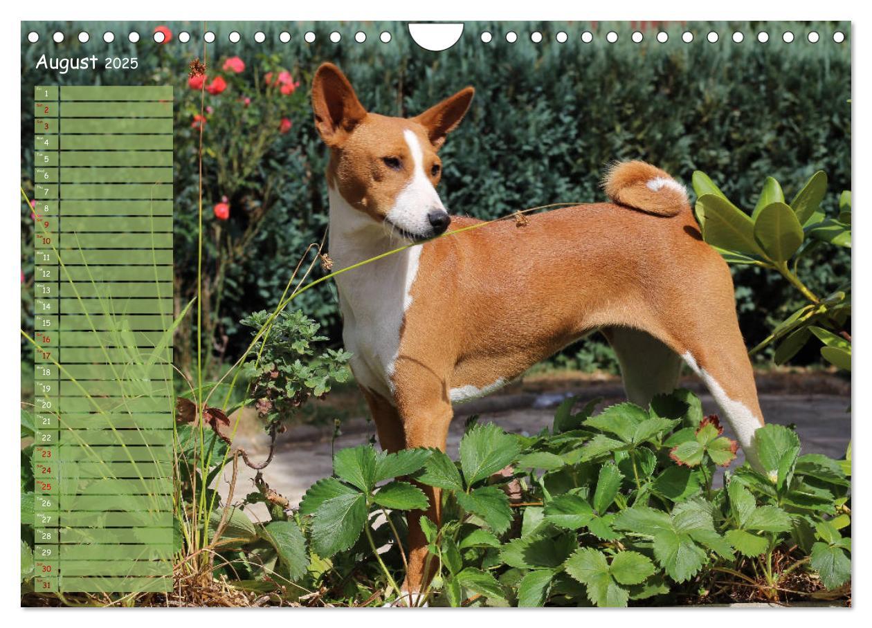 Bild: 9781325949748 | Basenji the African Barkless Dog (Wall Calendar 2025 DIN A4...