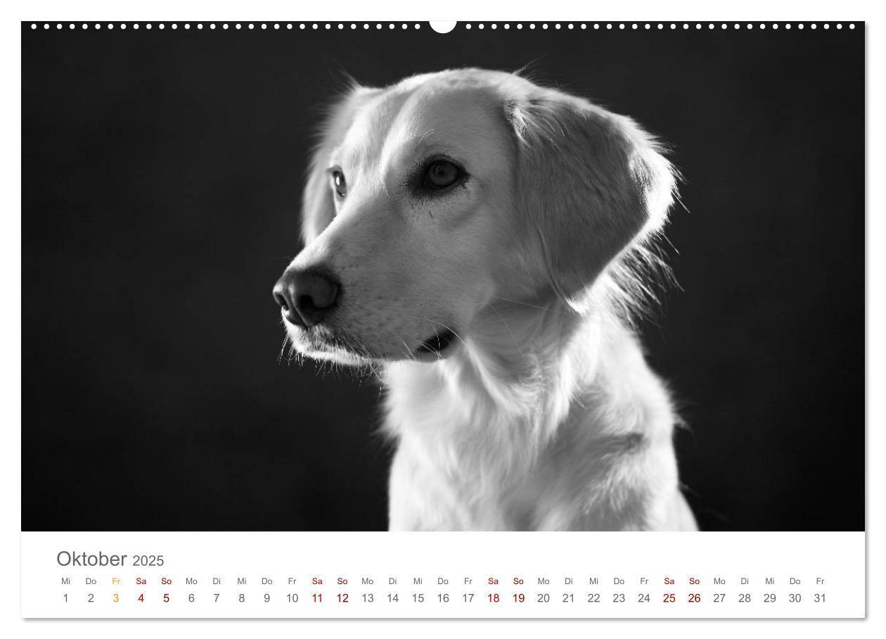 Bild: 9783435434213 | Hundeportraits Fine Art (Wandkalender 2025 DIN A2 quer), CALVENDO...