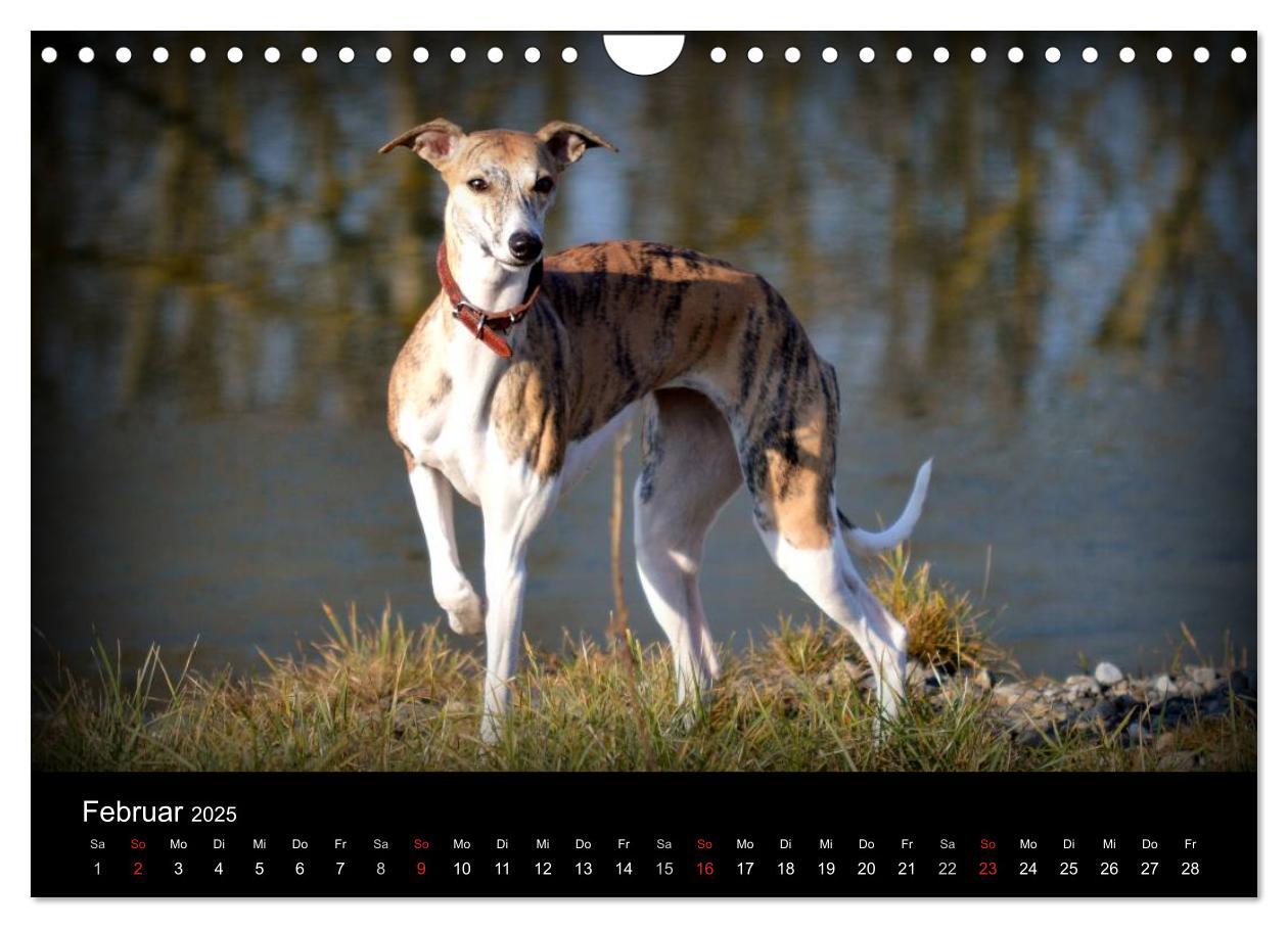 Bild: 9783435651290 | Whippet 2025 (Wandkalender 2025 DIN A4 quer), CALVENDO Monatskalender