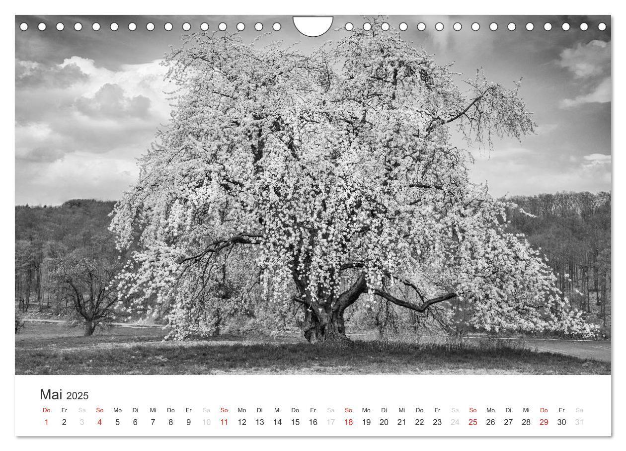 Bild: 9783435660803 | Bäume - Naturschönheiten in schwarz-weiß (Wandkalender 2025 DIN A4...