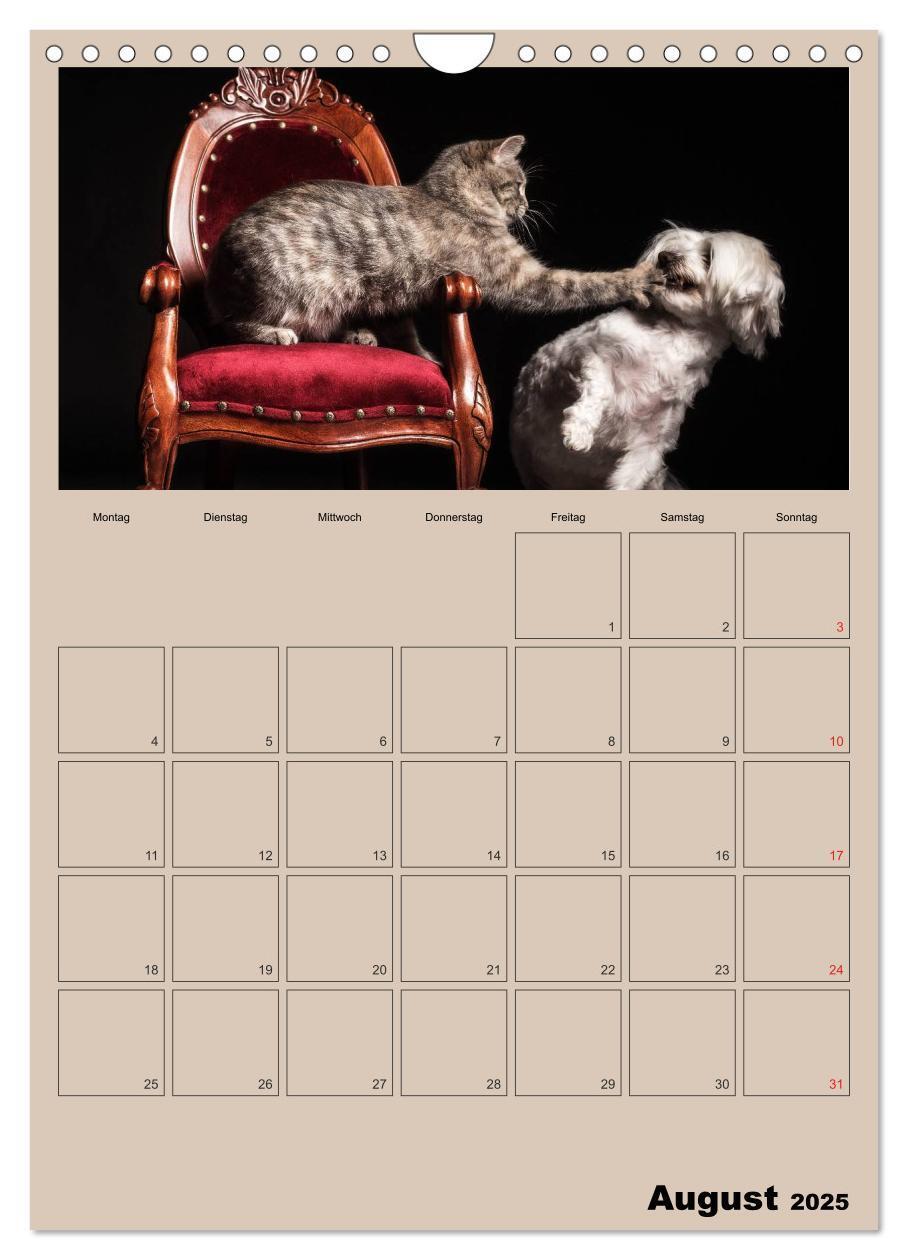 Bild: 9783457060391 | Mit Katzen durchs Jahr / Planer (Wandkalender 2025 DIN A4 hoch),...