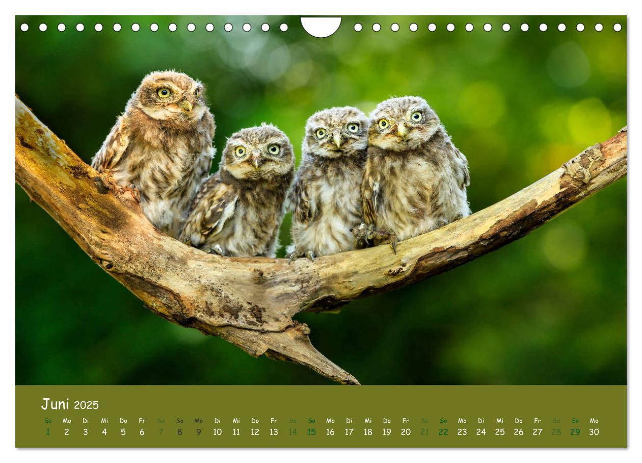 Bild: 9783435300532 | Steinkäuze (Athene noctua) (Wandkalender 2025 DIN A4 quer),...