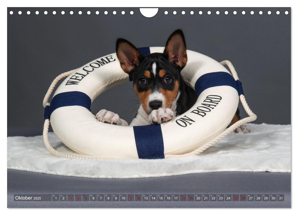 Bild: 9783383845758 | Basenji-Schönheiten (Wandkalender 2025 DIN A4 quer), CALVENDO...