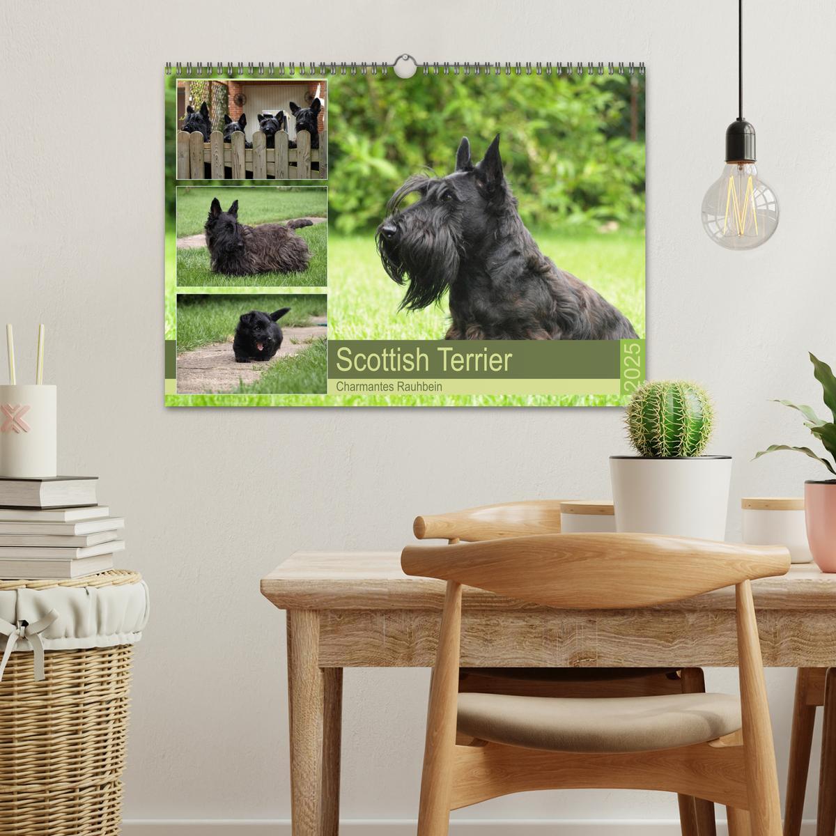 Bild: 9783435341672 | Scottish Terrier - Charmantes Rauhbein (Wandkalender 2025 DIN A3...