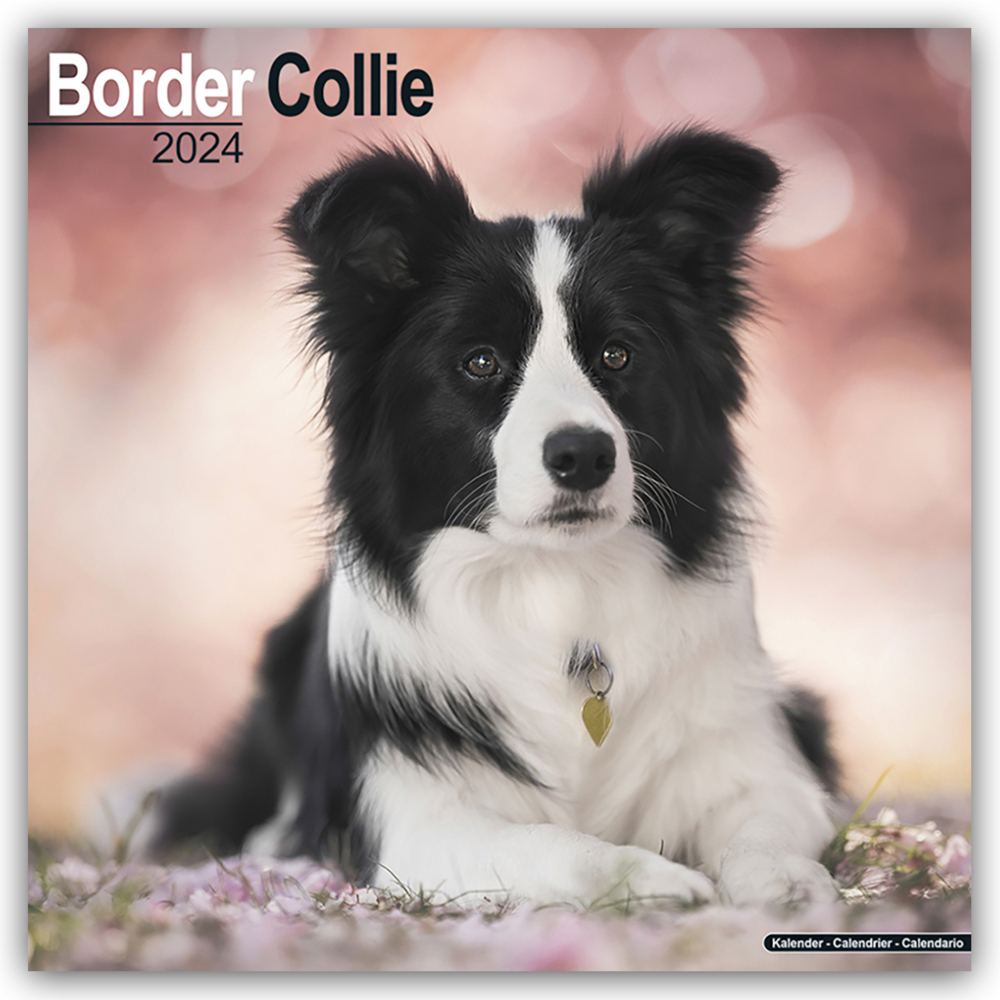 Cover: 9781804600160 | Border Collie 2024 - 16-Monatskalender | Avonside Publishing Ltd