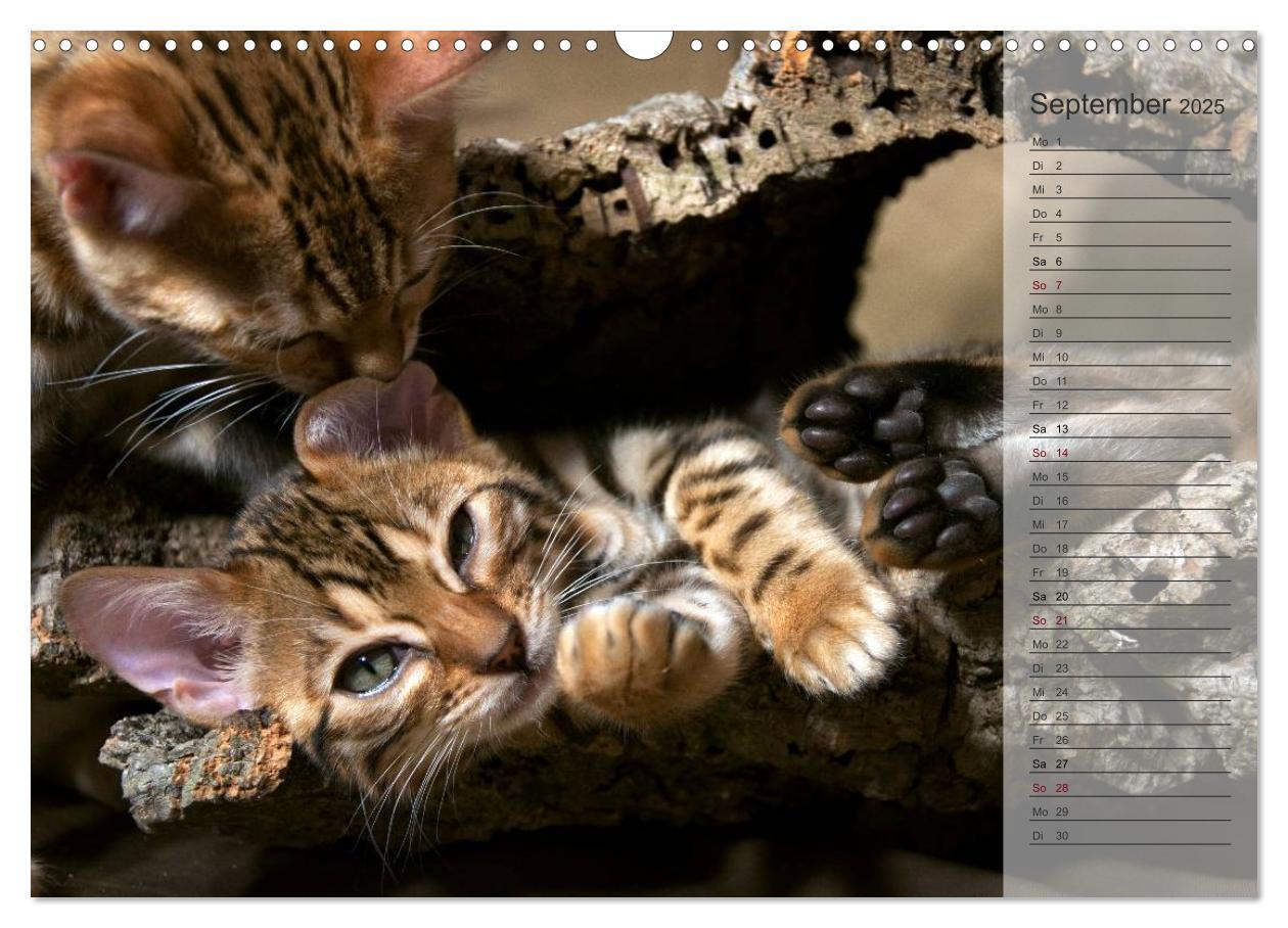 Bild: 9783435593071 | Die Bengalkatze. Edition Jungtiere (Wandkalender 2025 DIN A3 quer),...