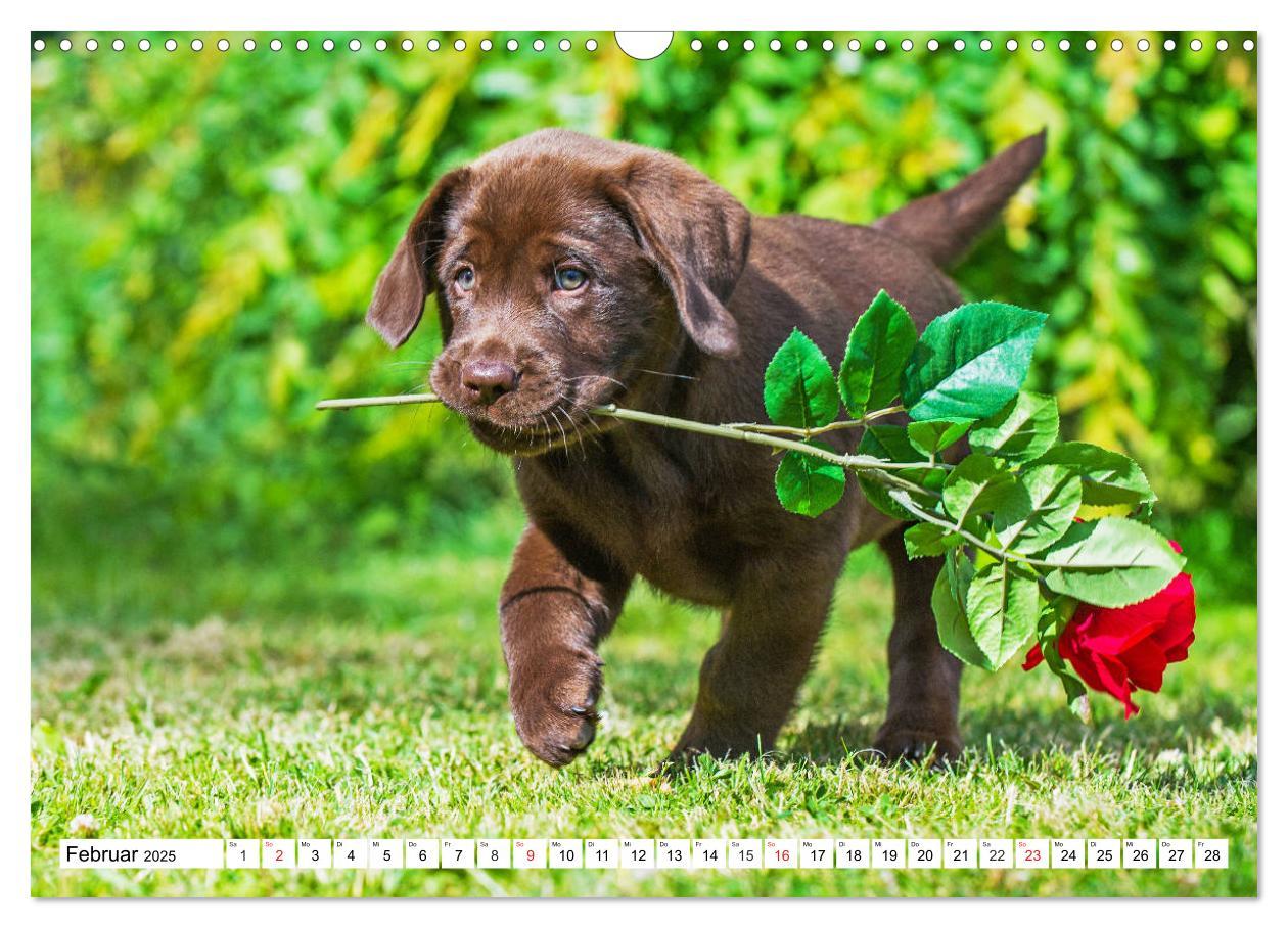 Bild: 9783435211258 | Labrador Retriever Welpen - Kleine Weltentdecker (Wandkalender 2025...