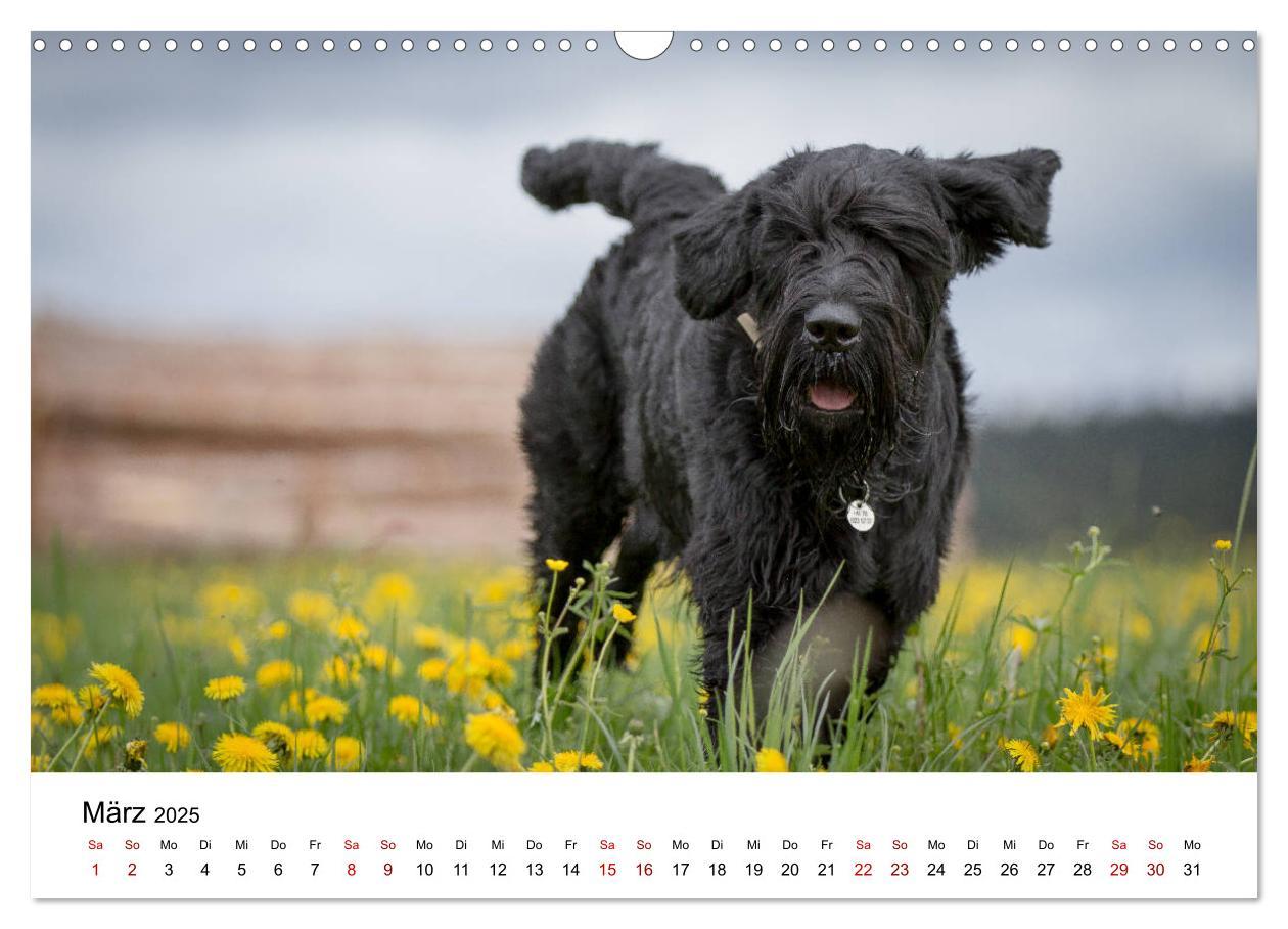 Bild: 9783435424535 | Schnauzer... von Zwergen und Riesen 2025 (Wandkalender 2025 DIN A3...