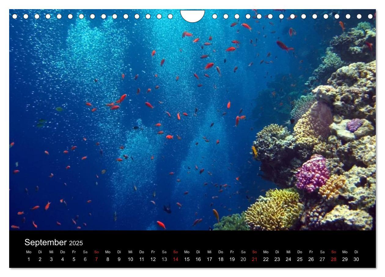 Bild: 9783435659609 | Träume unter Wasser (Wandkalender 2025 DIN A4 quer), CALVENDO...