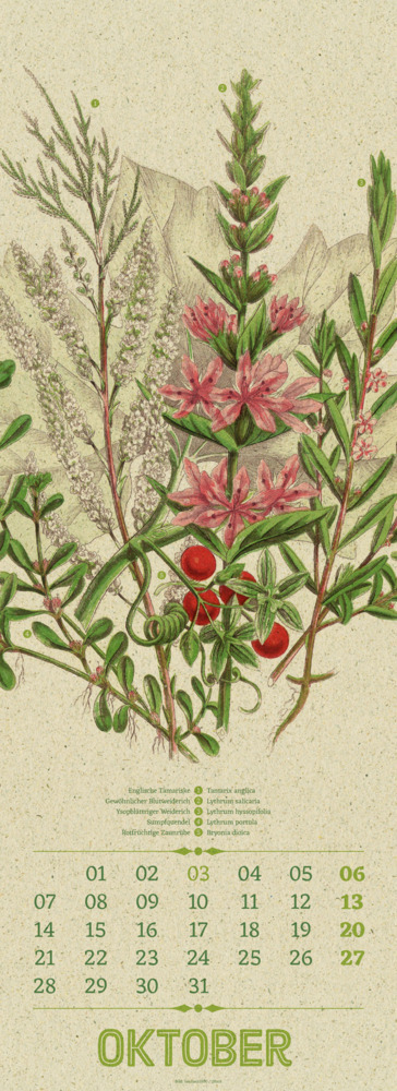 Bild: 9783838424293 | Wildwuchs - Botanische Illustrationen - Graspapier-Kalender 2024