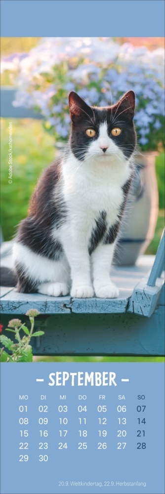 Bild: 9783756407224 | Katzen Lesezeichen &amp; Kalender 2025 | Kalender | Geblockt | 13 S.