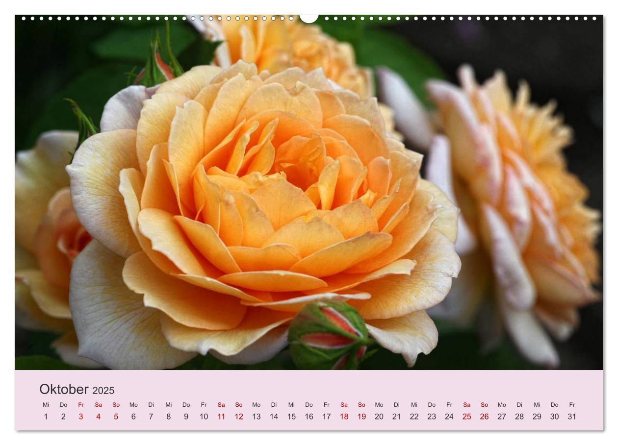 Bild: 9783435452743 | Rosen Reigen im Garten (Wandkalender 2025 DIN A2 quer), CALVENDO...