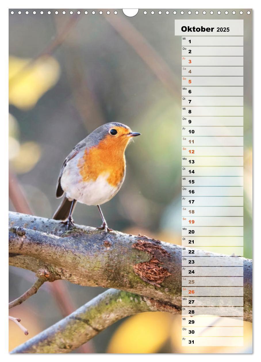 Bild: 9783435876945 | Niedliche Rotkehlchen (Wandkalender 2025 DIN A3 hoch), CALVENDO...