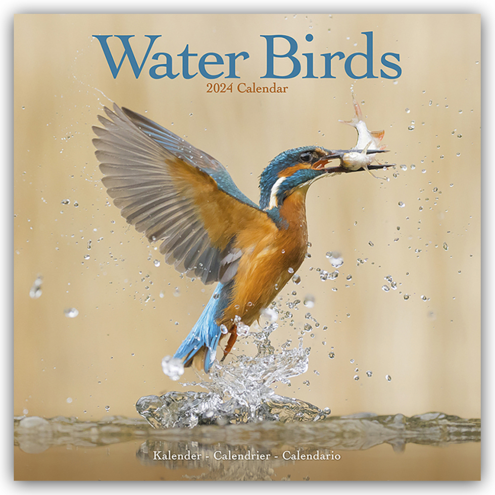 Cover: 9781804602928 | Water Birds - Wasservögel 2024 - 16-Monatskalender | Ltd | Kalender