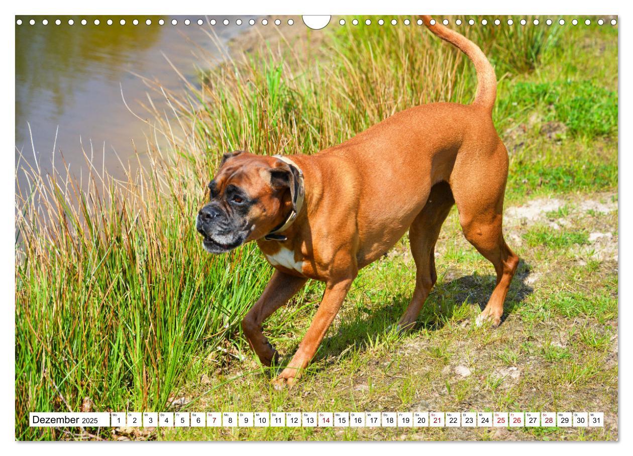 Bild: 9783383947346 | Muskelprotz Boxer (Wandkalender 2025 DIN A3 quer), CALVENDO...