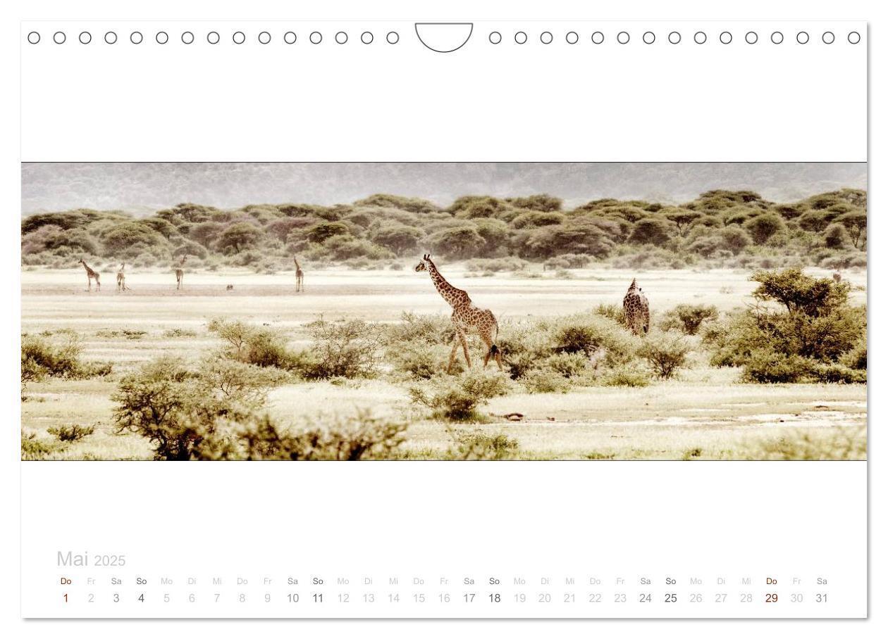 Bild: 9783435687749 | Serengeti Panorama (Wandkalender 2025 DIN A4 quer), CALVENDO...