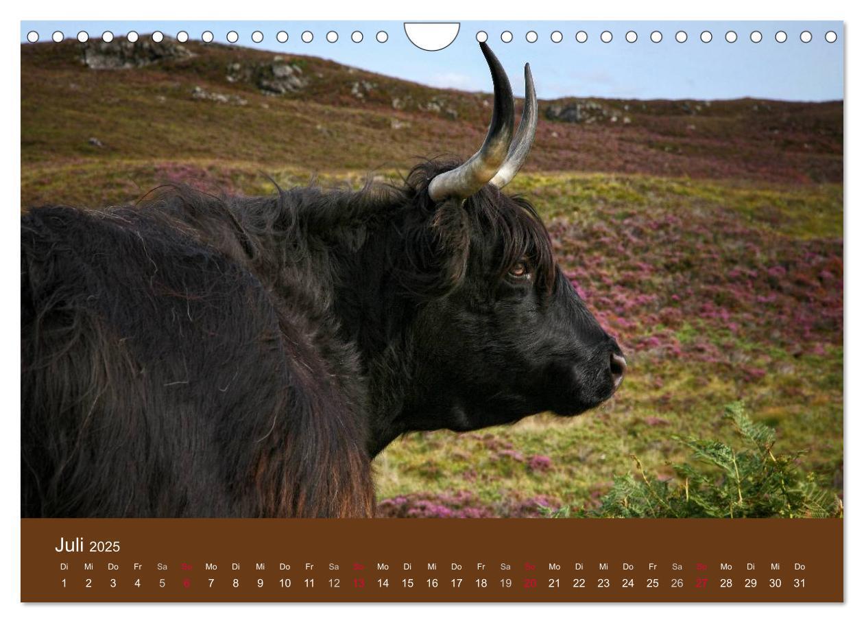 Bild: 9783435643080 | Schottische Hochlandrinder - Highland Cattle (Wandkalender 2025 DIN...