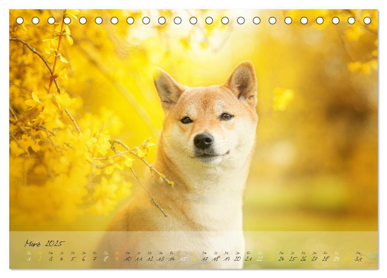 Bild: 9783435050956 | Shiba Inu - mutig, treu, selbstbewusst (Tischkalender 2025 DIN A5...