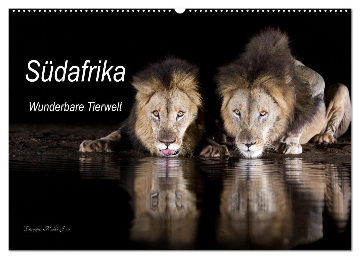 Cover: 9783383976285 | Südafrika wunderbare Tierwelt (Wandkalender 2025 DIN A2 quer),...