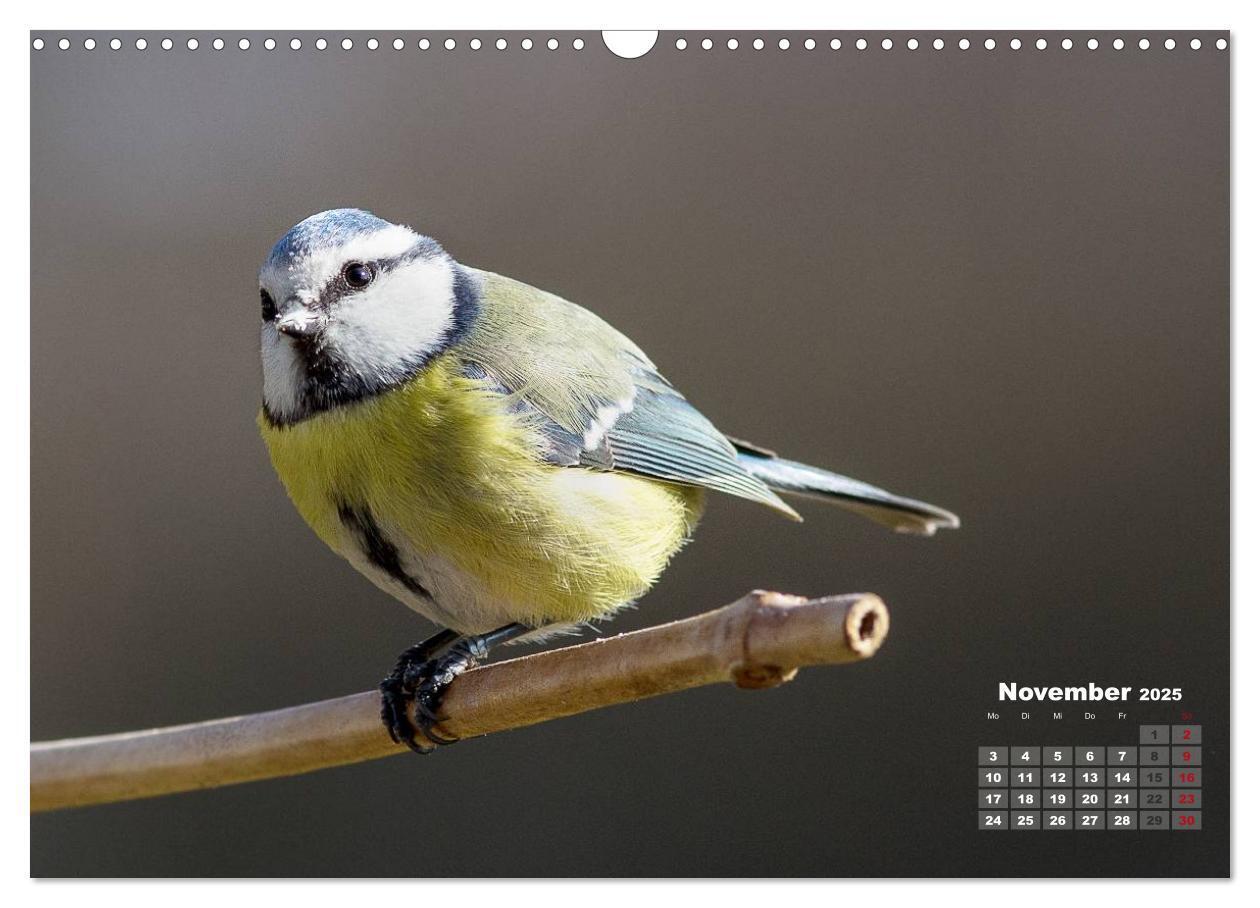 Bild: 9783435728817 | NATUR PUR - Singvögel ganz nah (Wandkalender 2025 DIN A3 quer),...