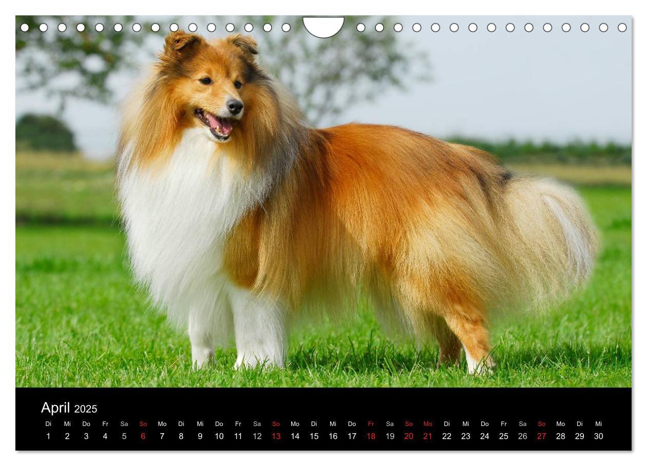 Bild: 9783435768646 | Sheltie 2025 (Wandkalender 2025 DIN A4 quer), CALVENDO Monatskalender