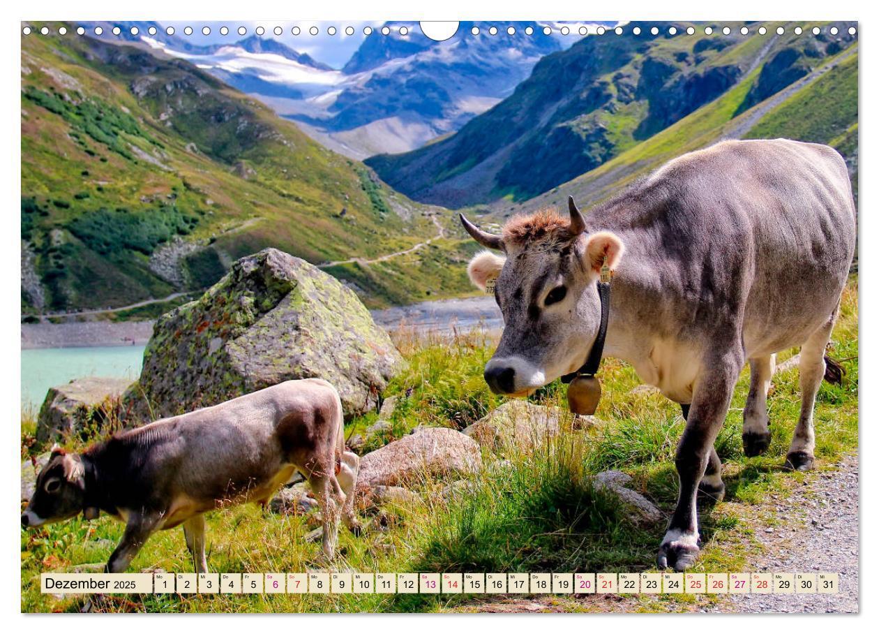 Bild: 9783435119226 | Berg-Kühe, Natur pur - unser schönster Urlaub (Wandkalender 2025...