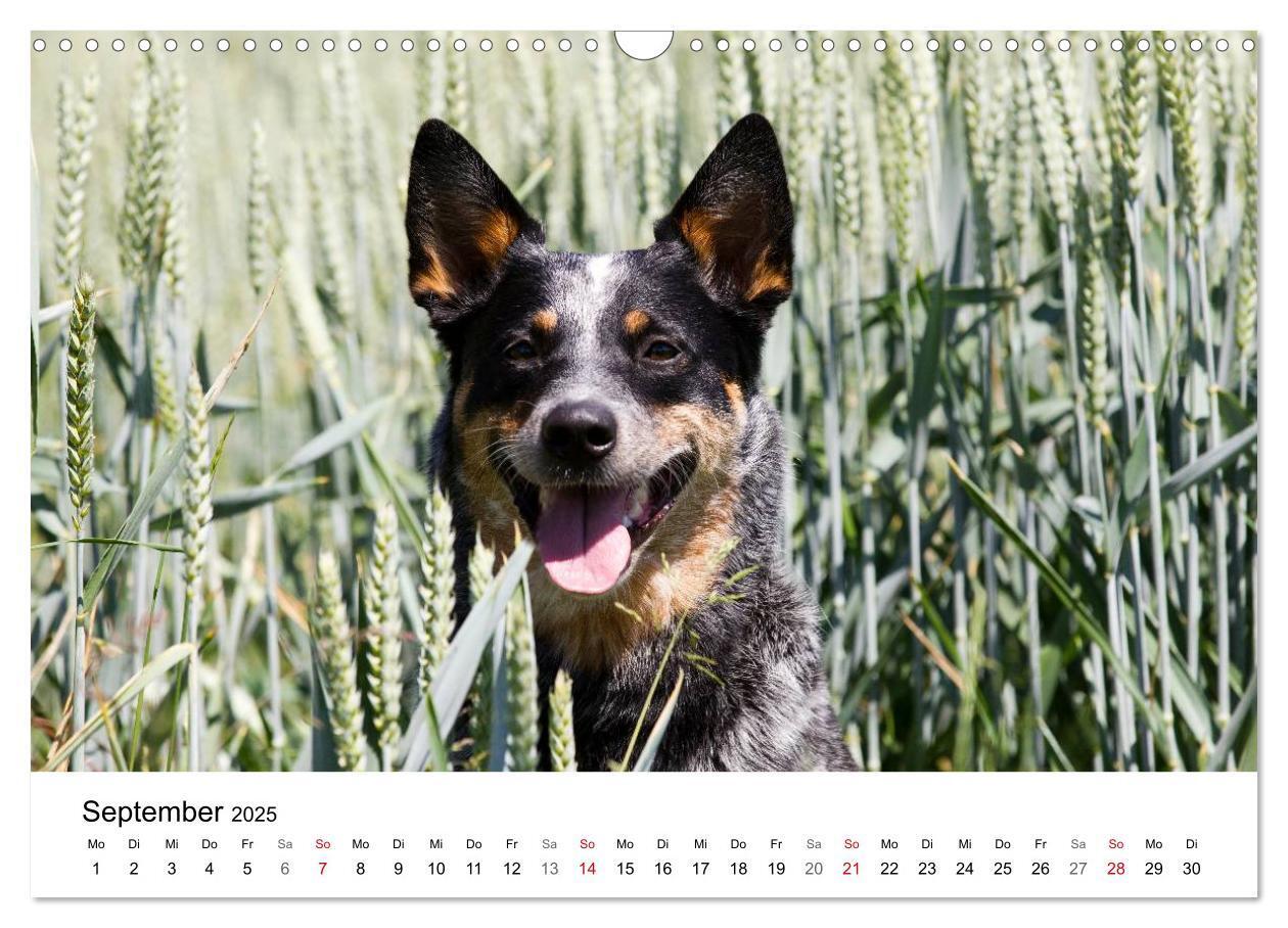 Bild: 9783435704736 | Faszinierende Australian Cattle Dogs (Wandkalender 2025 DIN A3...