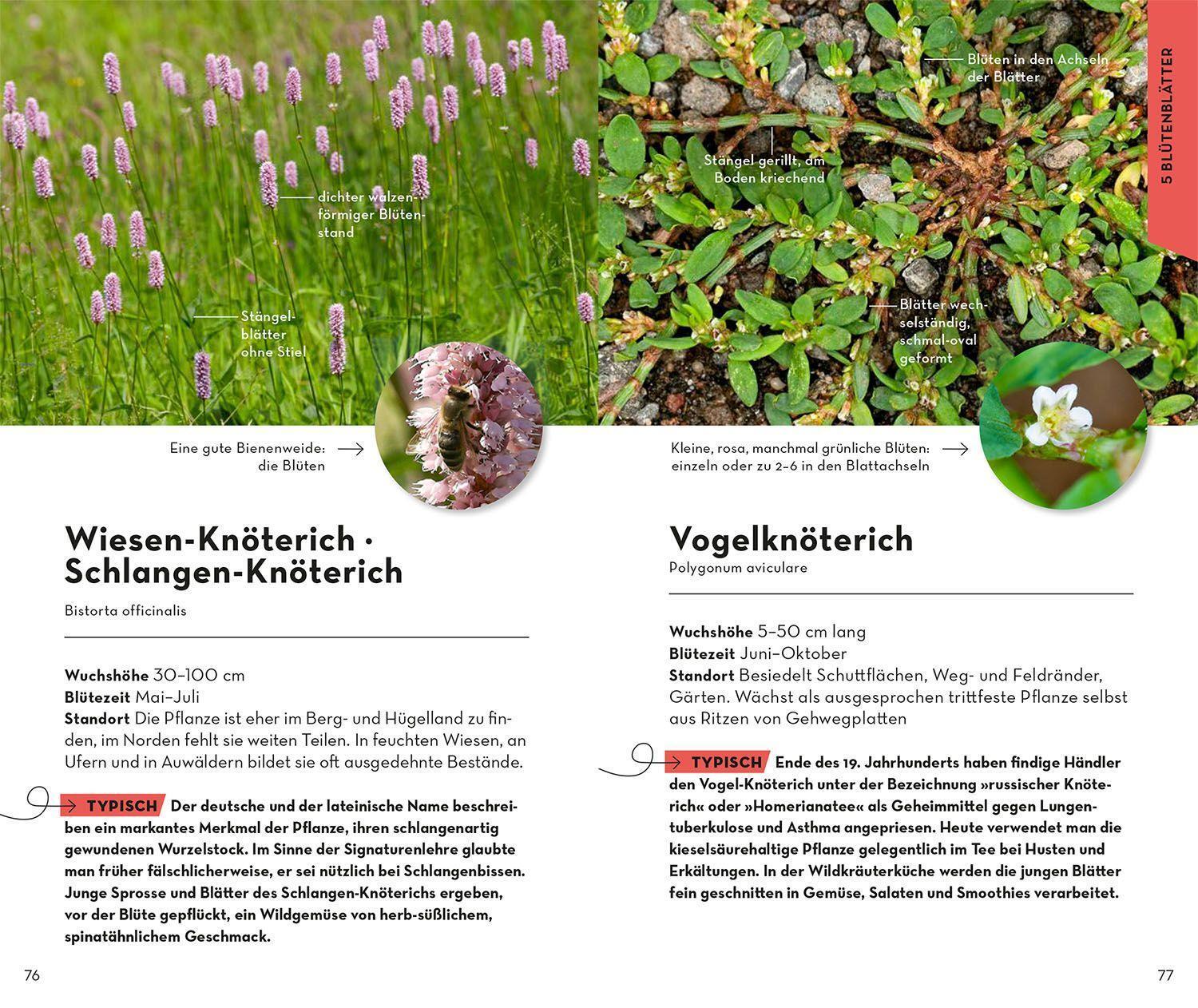 Bild: 9783440173893 | BASIC Blumen | Eva-Maria Dreyer | Taschenbuch | 128 S. | Deutsch