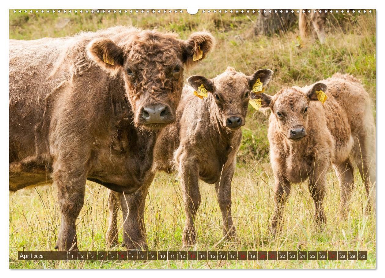 Bild: 9783435178179 | Schöne Schotten - Galloway im Porträt (hochwertiger Premium...