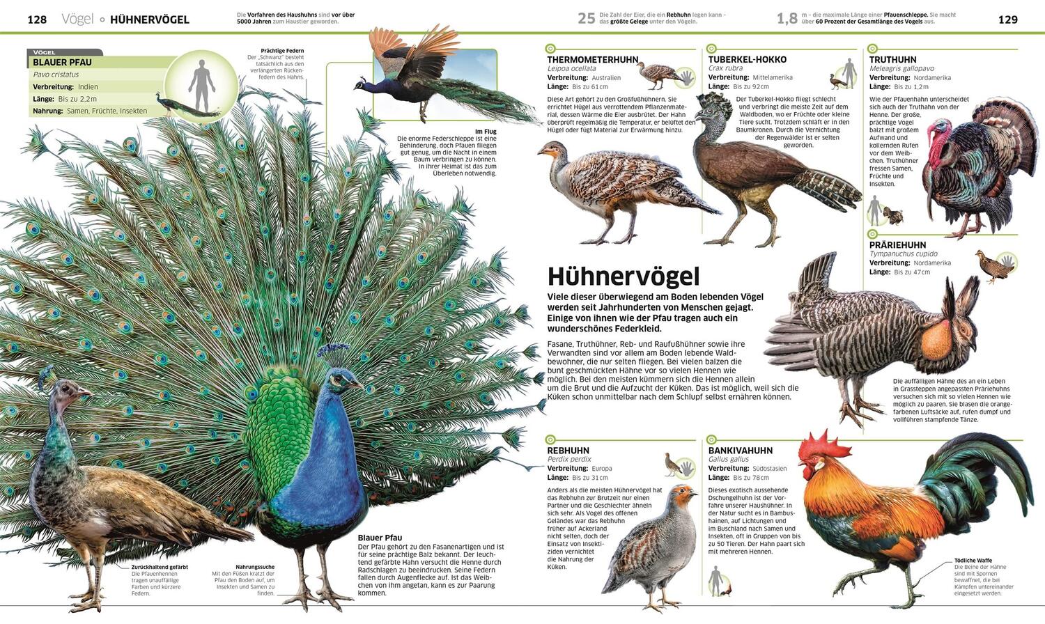Bild: 9783831033409 | Wissen. Tiere | Die Tierwelt in spektakulären Bildern | Buch | 288 S.