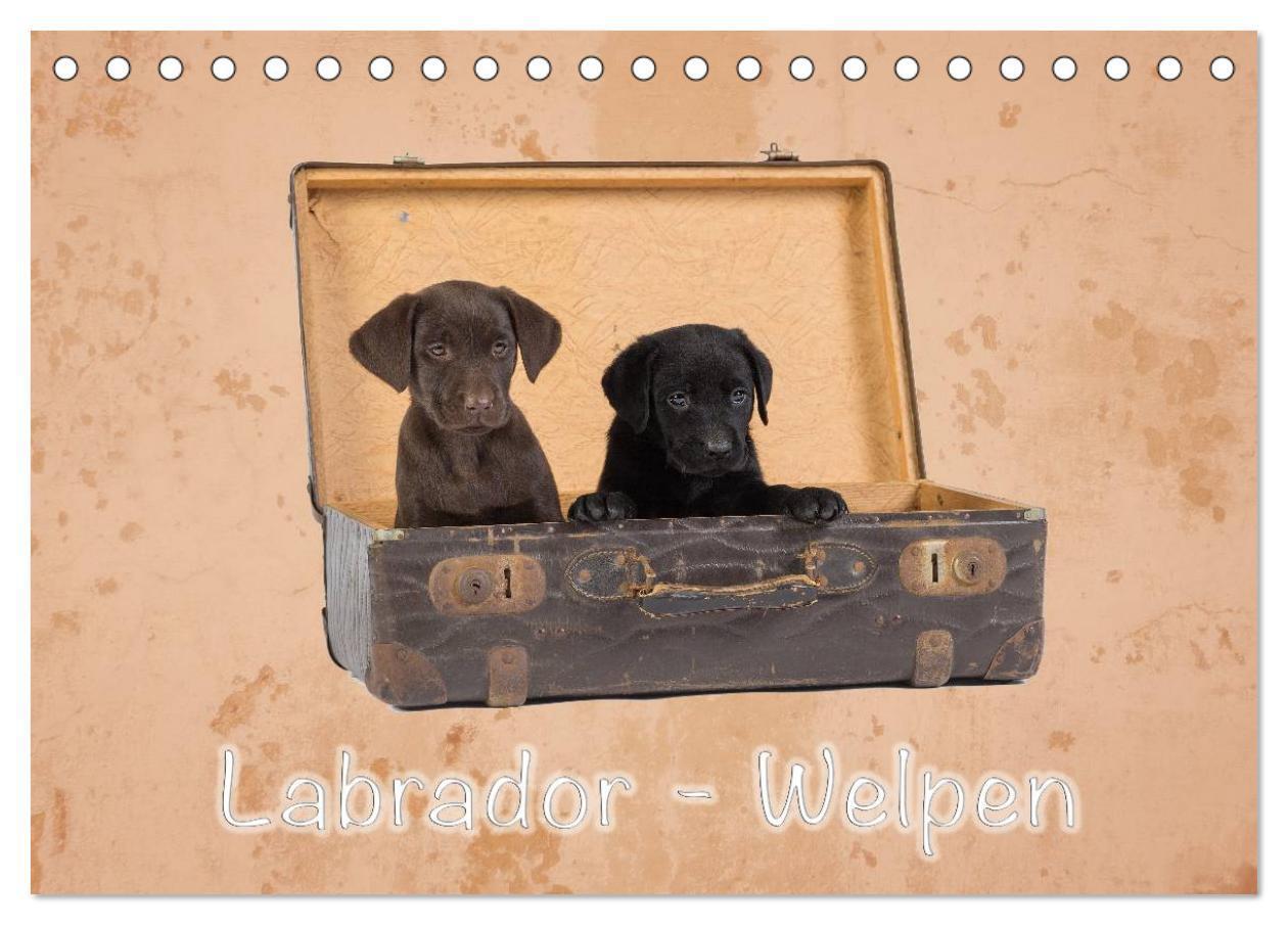 Cover: 9783435616152 | Labrador - Welpen (Tischkalender 2025 DIN A5 quer), CALVENDO...