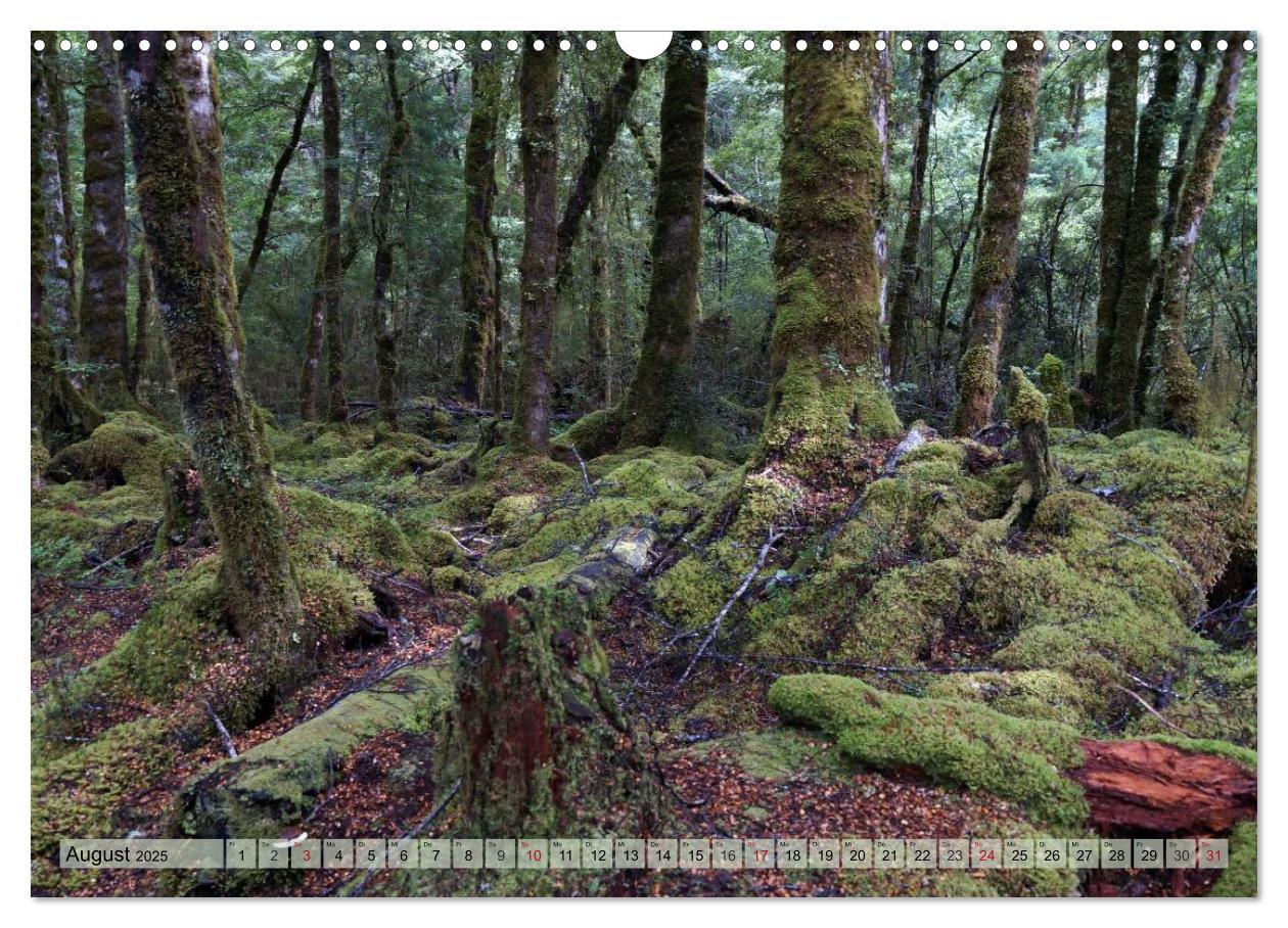 Bild: 9783435622603 | Primärwald - Neuseeland (Wandkalender 2025 DIN A3 quer), CALVENDO...