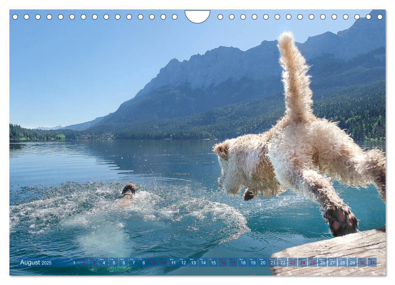 Bild: 9781325940905 | Lagotto Romagnolo Splash Edition (Wall Calendar 2025 DIN A4...