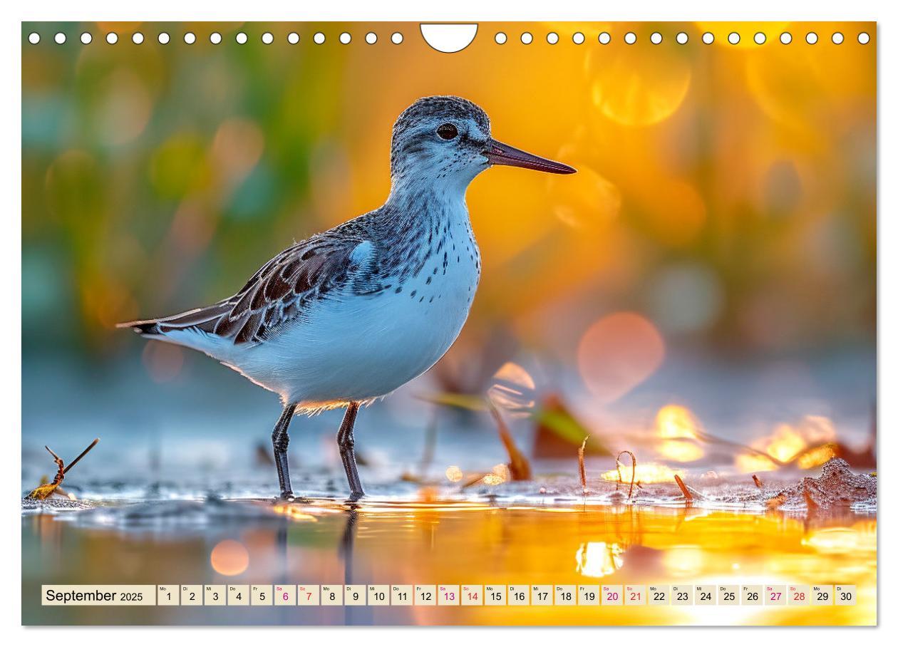 Bild: 9783383768354 | Strandläufer - immer flink unterwegs (Wandkalender 2025 DIN A4...