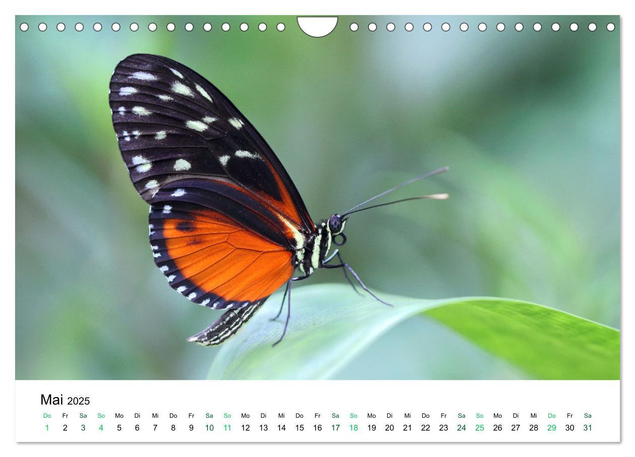 Bild: 9783383980756 | Costa Rica - Tropische Tierwelt (Wandkalender 2025 DIN A4 quer),...