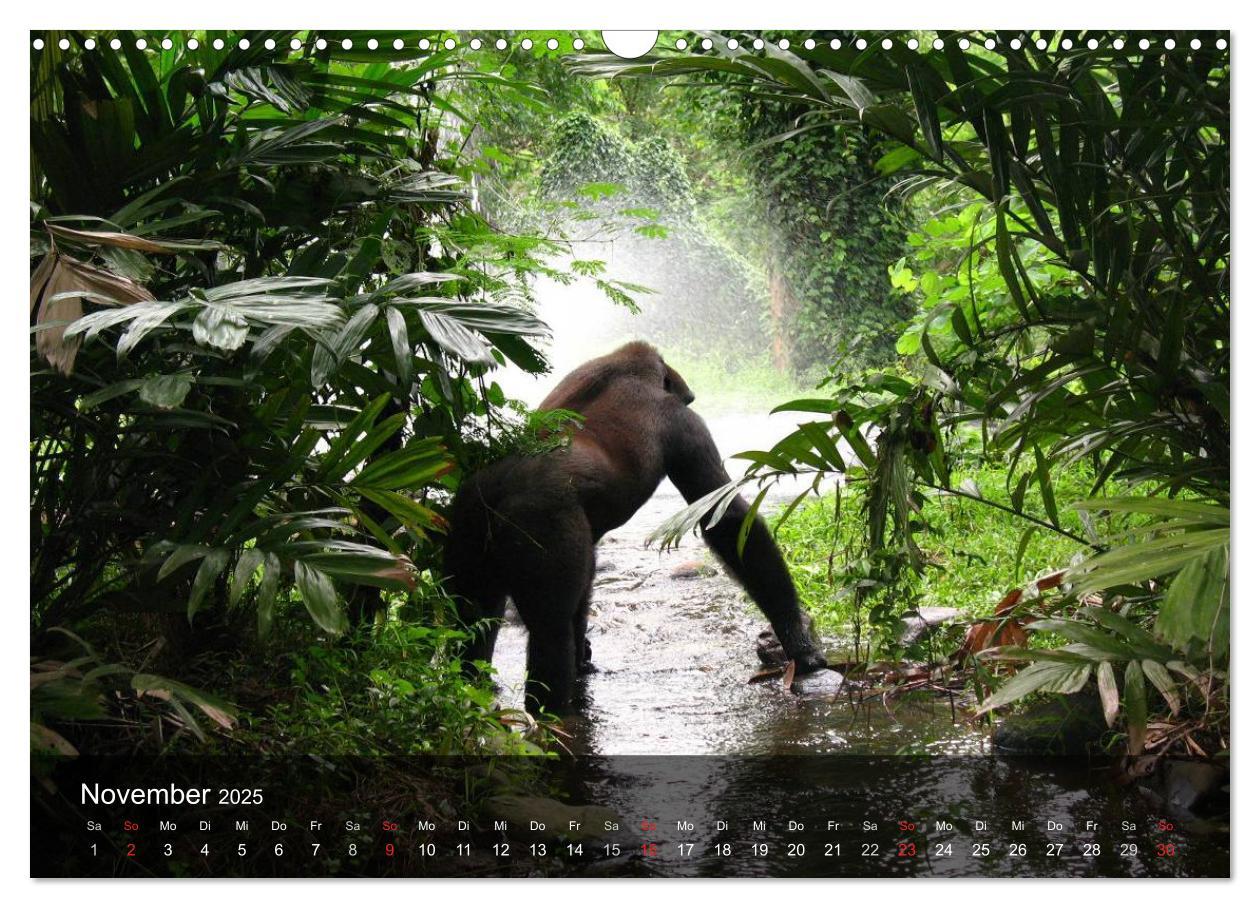 Bild: 9783435600984 | Gorillas. Friedliebende Kraftpakete (Wandkalender 2025 DIN A3...