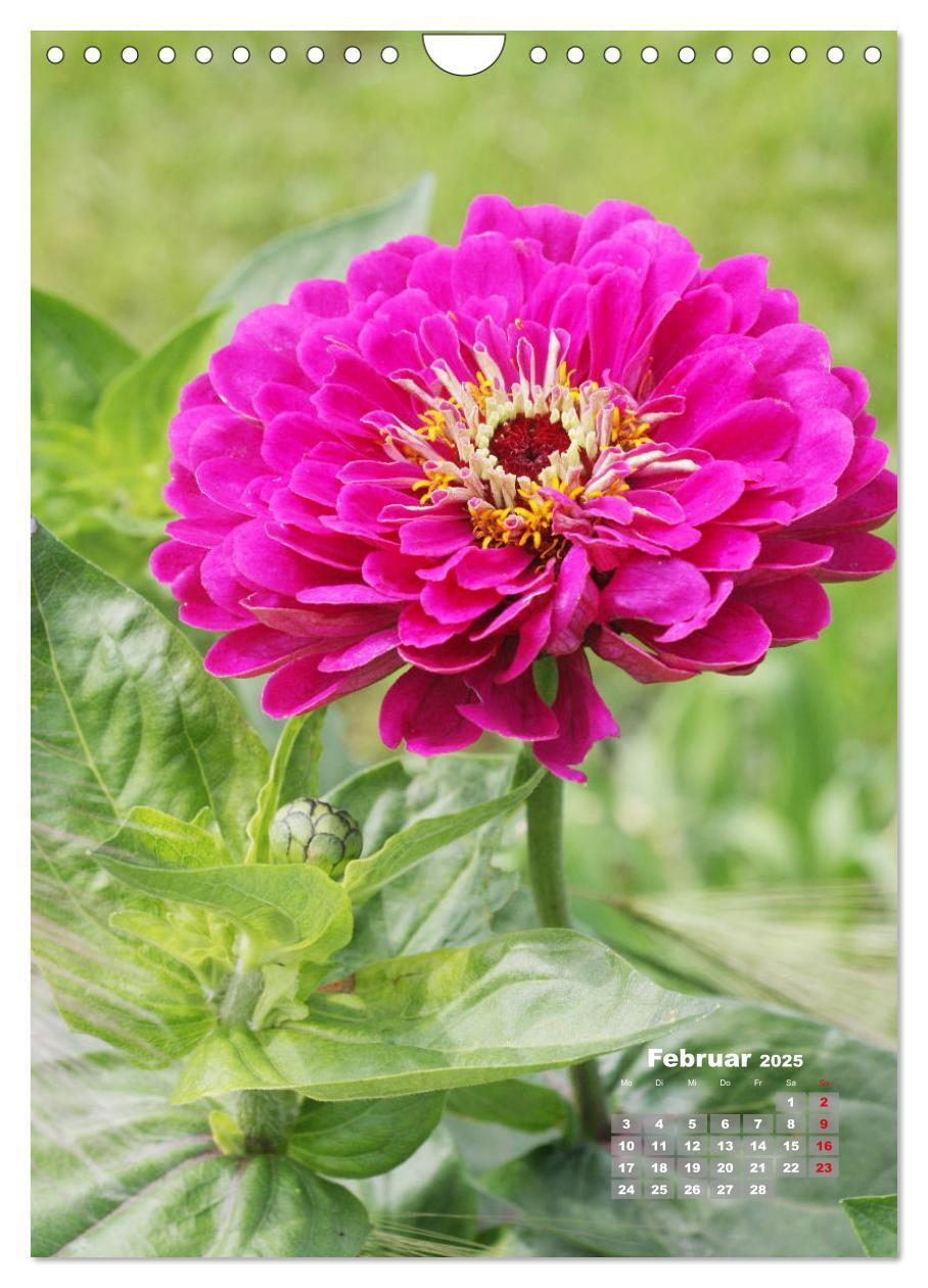 Bild: 9783435981908 | Zinnien im Garten (Wandkalender 2025 DIN A4 hoch), CALVENDO...