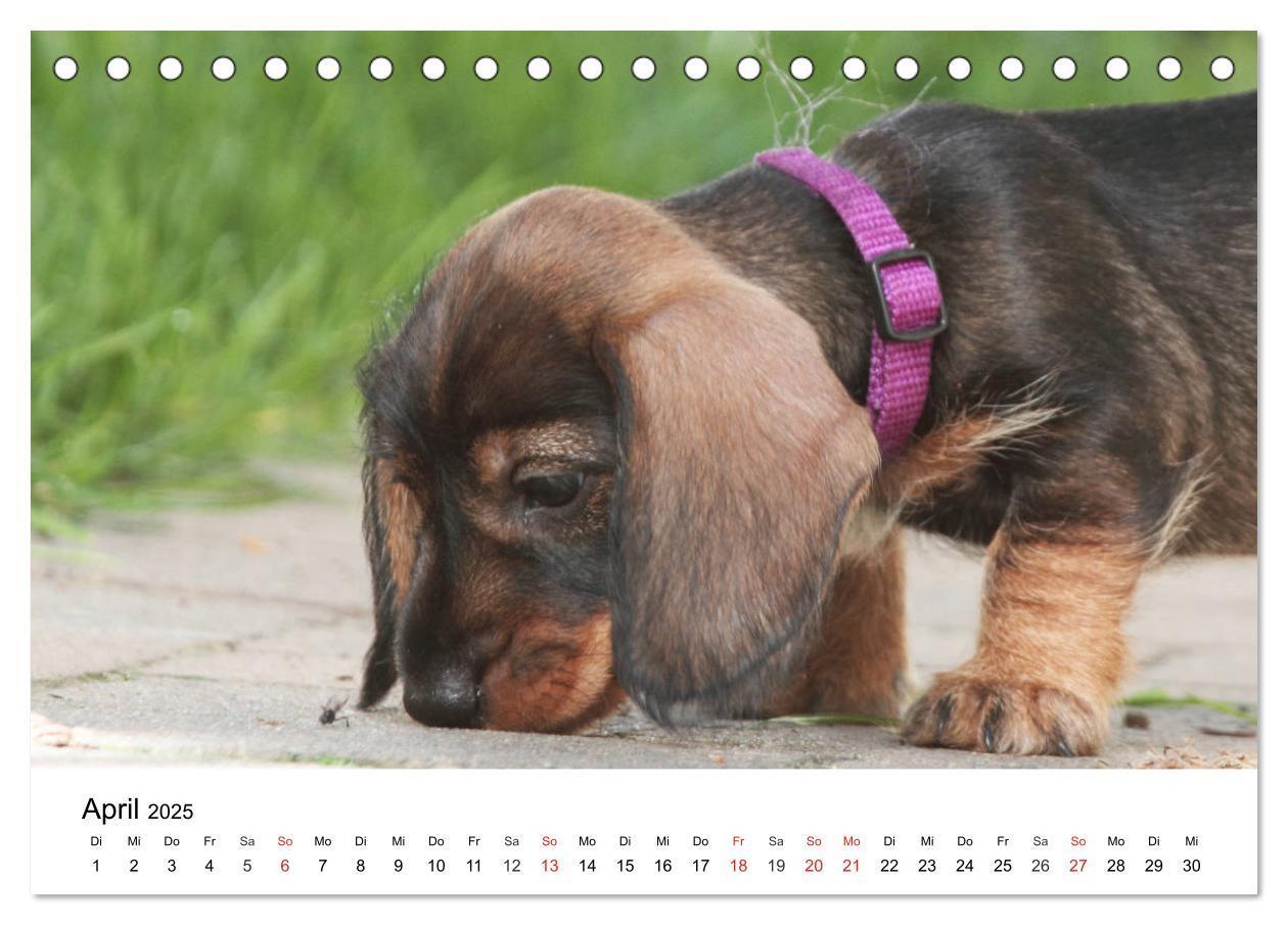 Bild: 9783435170203 | Ein Dackelkind blickt zurück (Tischkalender 2025 DIN A5 quer),...