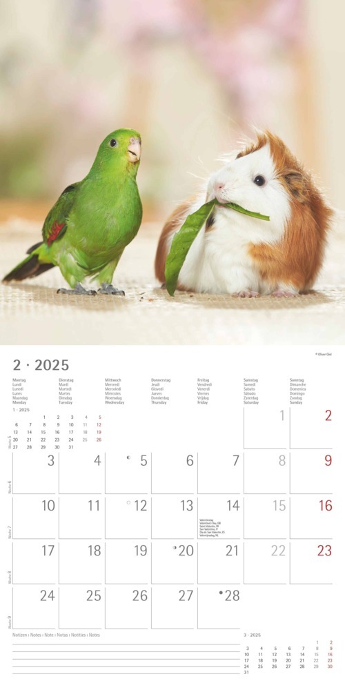 Bild: 4251732340780 | Alpha Edition - Tierfreundschaften 2025 Broschürenkalender,...