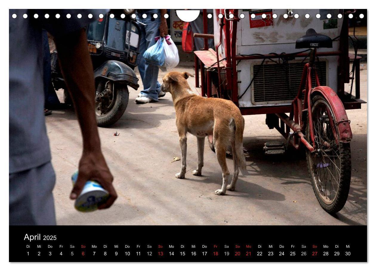 Bild: 9783435801862 | Straßenhunde (Wandkalender 2025 DIN A4 quer), CALVENDO Monatskalender