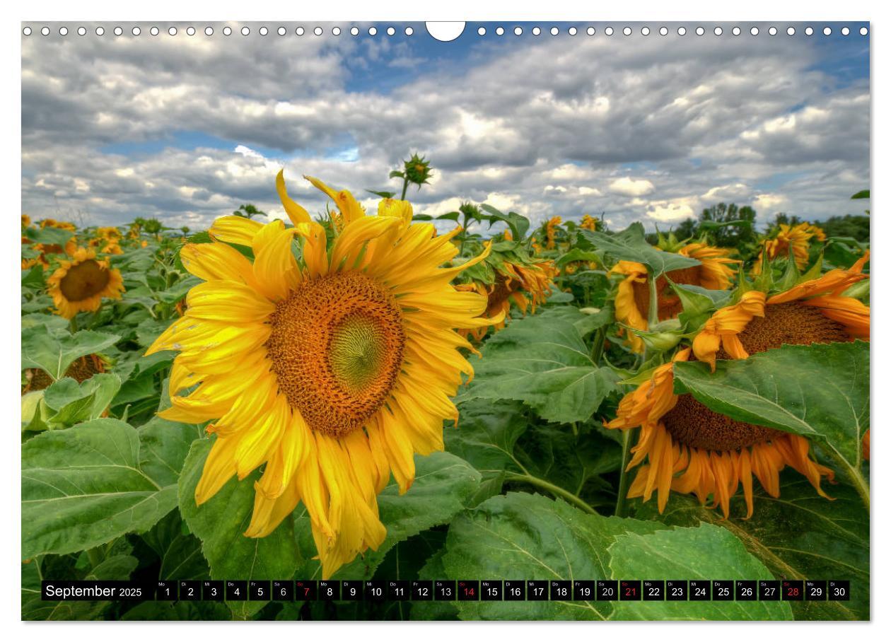 Bild: 9783435696765 | Zeit für Sonnenblumen (Wandkalender 2025 DIN A3 quer), CALVENDO...