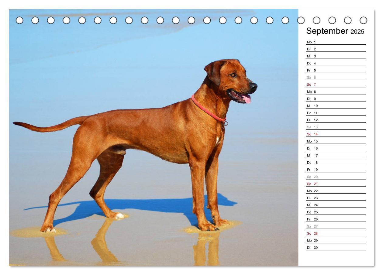 Bild: 9783435450664 | Rhodesian Ridgeback Terminkalender (Tischkalender 2025 DIN A5...