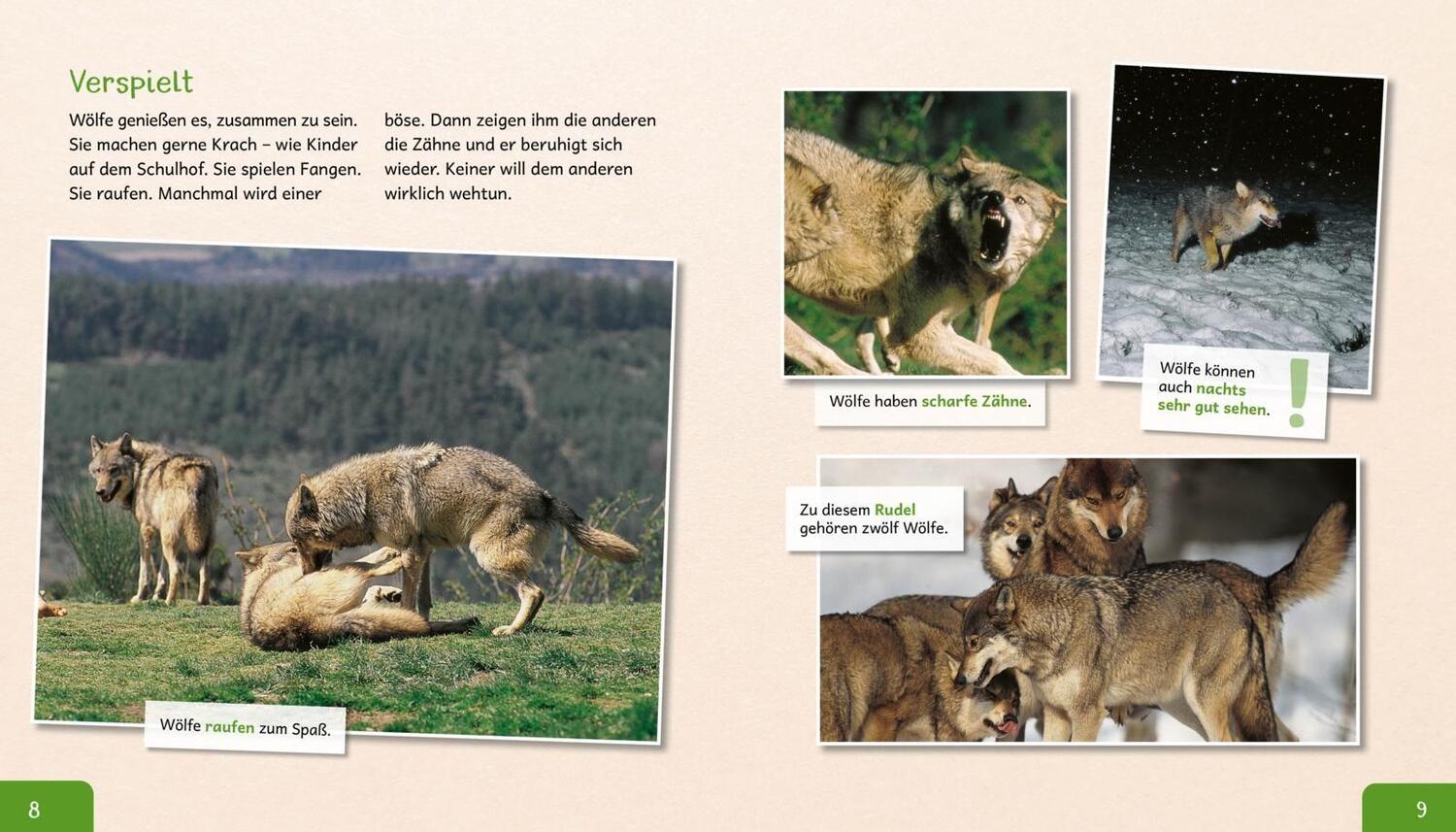 Bild: 9783480236213 | Meine große Tierbibliothek: Der Wolf | Christian Havard | Buch | 30 S.